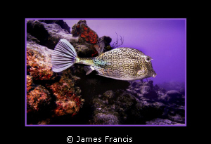 this is one of the frist photographs I took when a became... by James Francis 